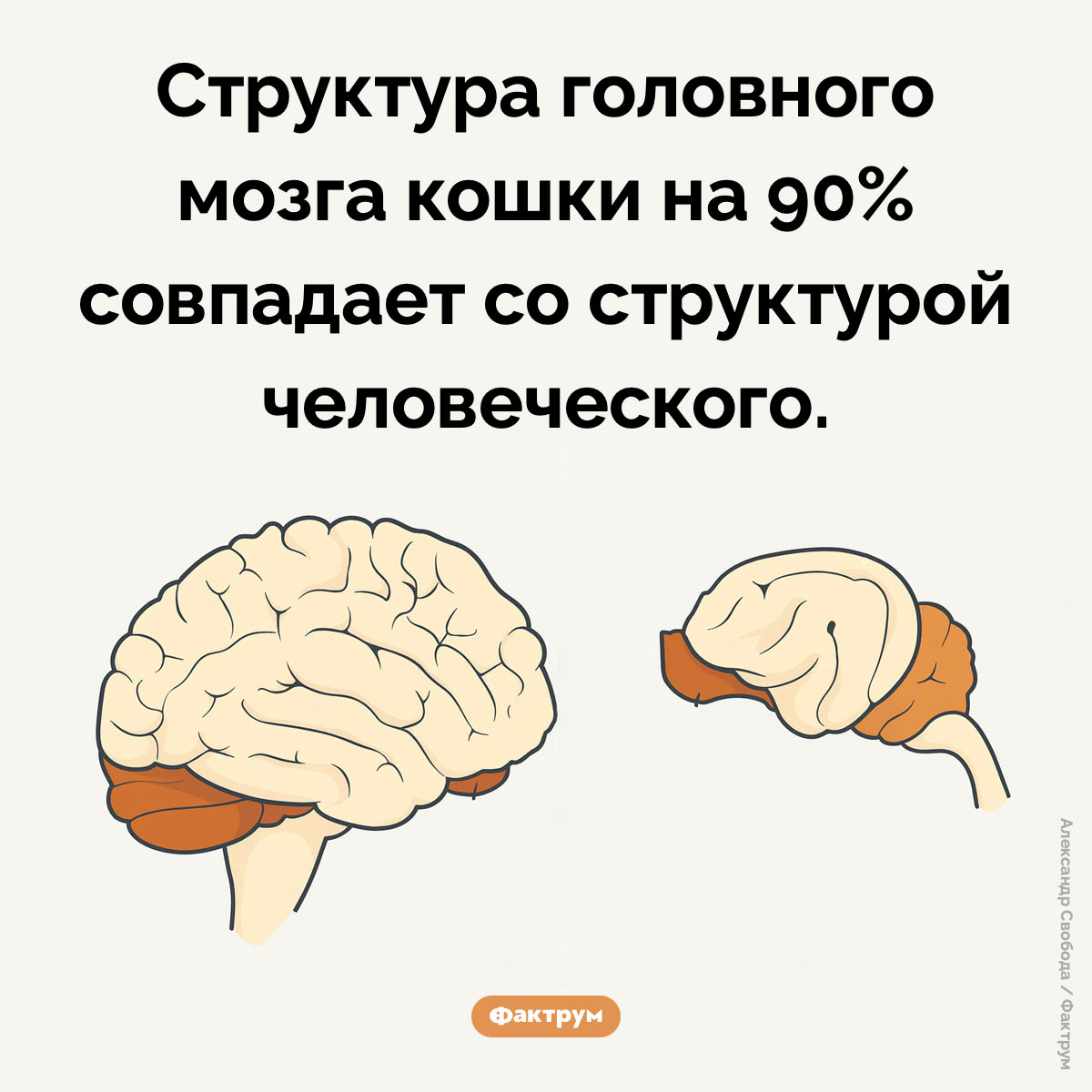 Сравнение головного мозга кошки с человеческим - свежие новости на Toplenta по теме Факты в картинках