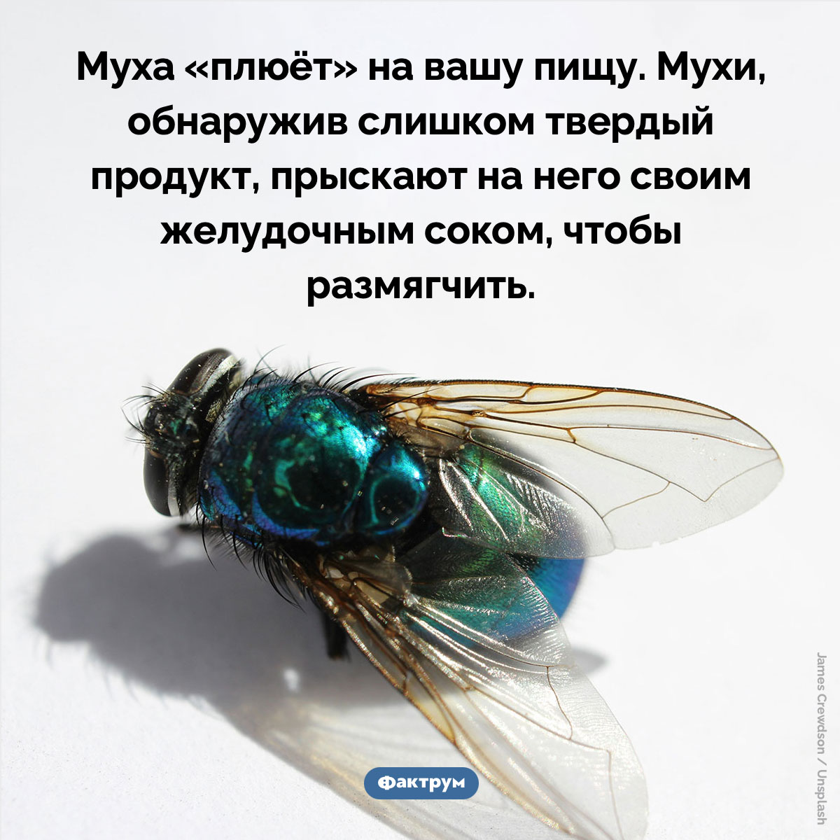 Муха «плюёт» на вашу пищу - свежие новости на Toplenta по теме Факты в картинках