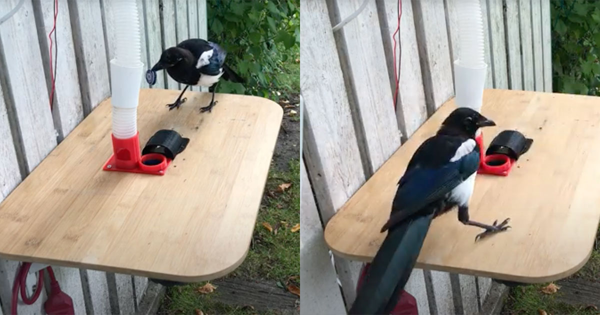 «Умная» кормушка заставляет птиц очищать улицу от мусора - свежие новости на Toplenta по теме Факт