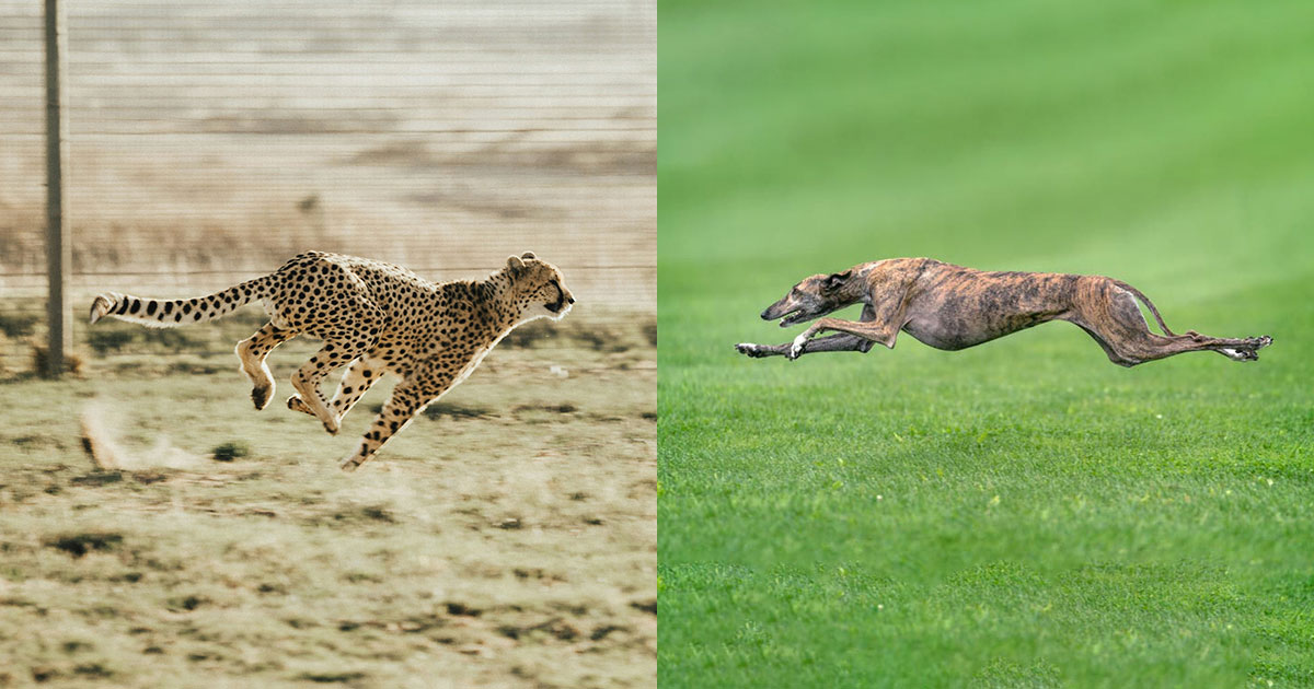 Кто победит в гонке на длинную дистанцию: гепард или борзая? - свежие новости на Toplenta
