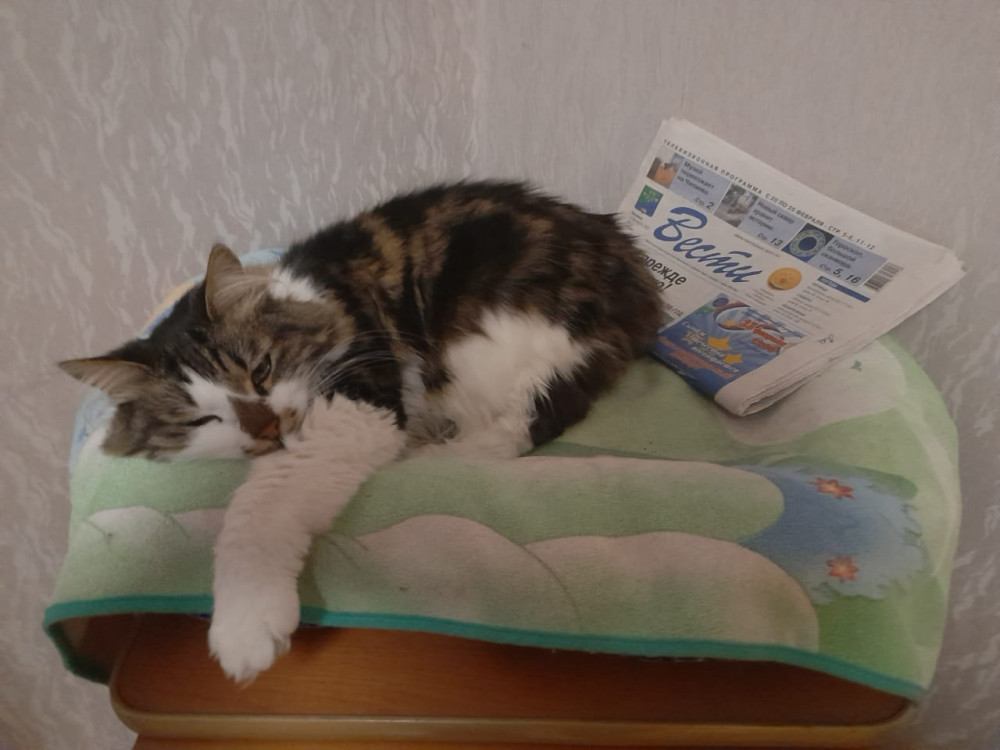 Как перевести возраст кота на человеческий? - похожая новость на Toplenta