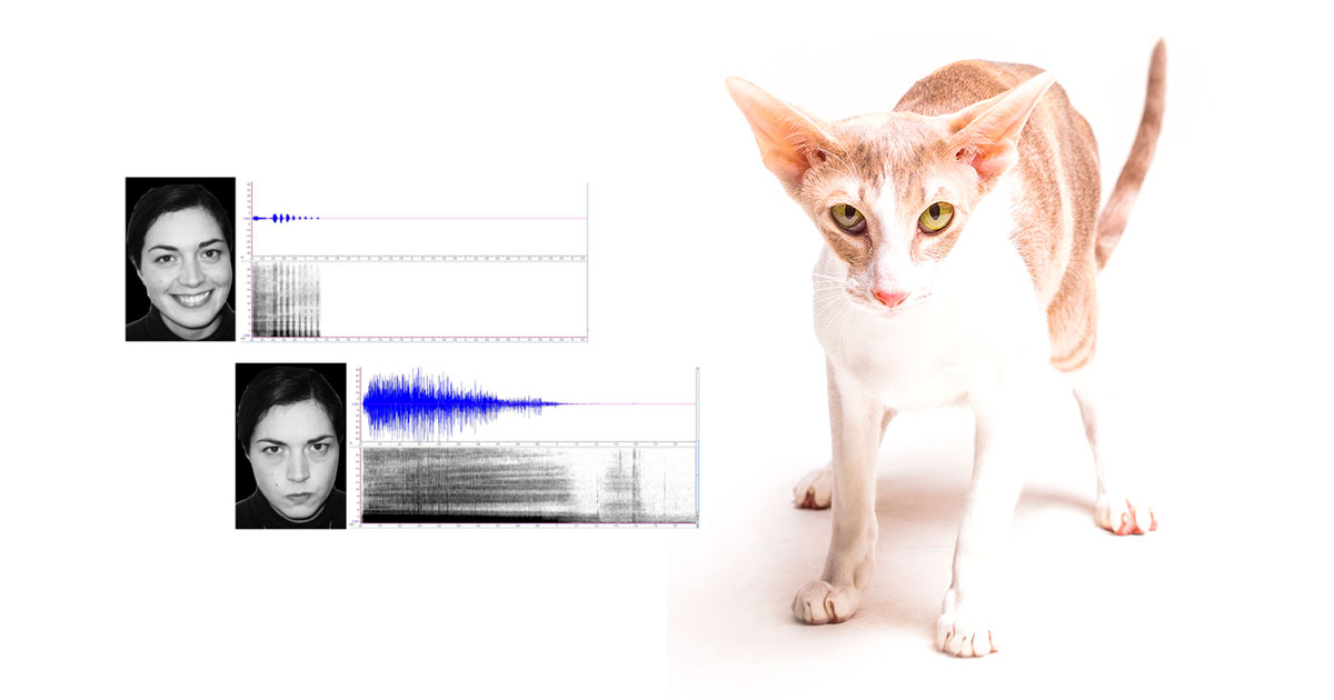 Кошки распознают эмоции хозяев - свежие новости на Toplenta по теме Домашние