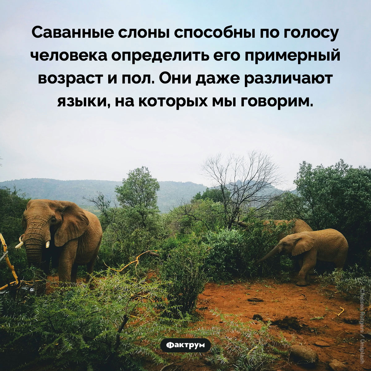 Способности саванных слонов - свежие новости на Toplenta по теме Факты в картинках