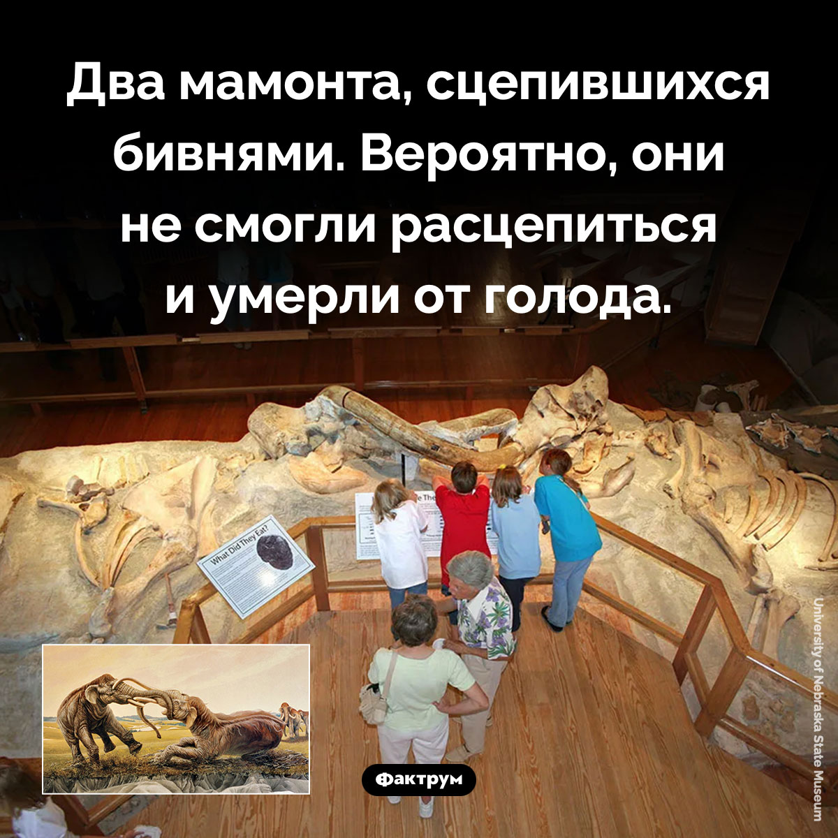 Два мамонта - свежие новости на Toplenta по теме Наук