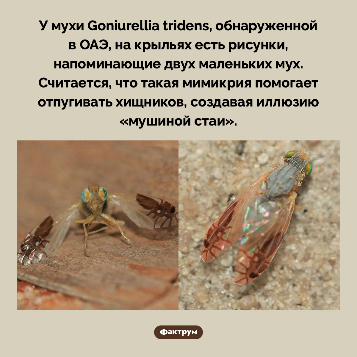 Муха с мухами на крыльях - свежие новости на Toplenta