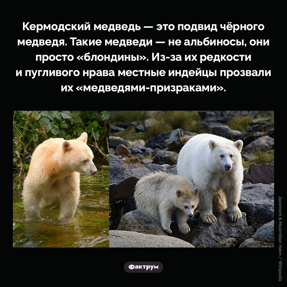 «Медведи-призраки» - свежие новости на Toplenta по теме Факты в картинках