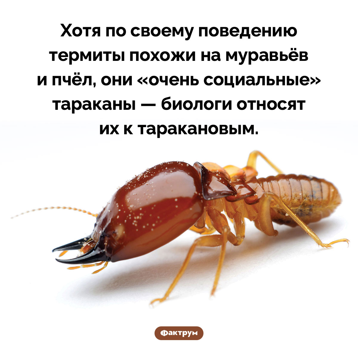 Термиты — очень социальные тараканы - свежие новости на Toplenta по теме Факт