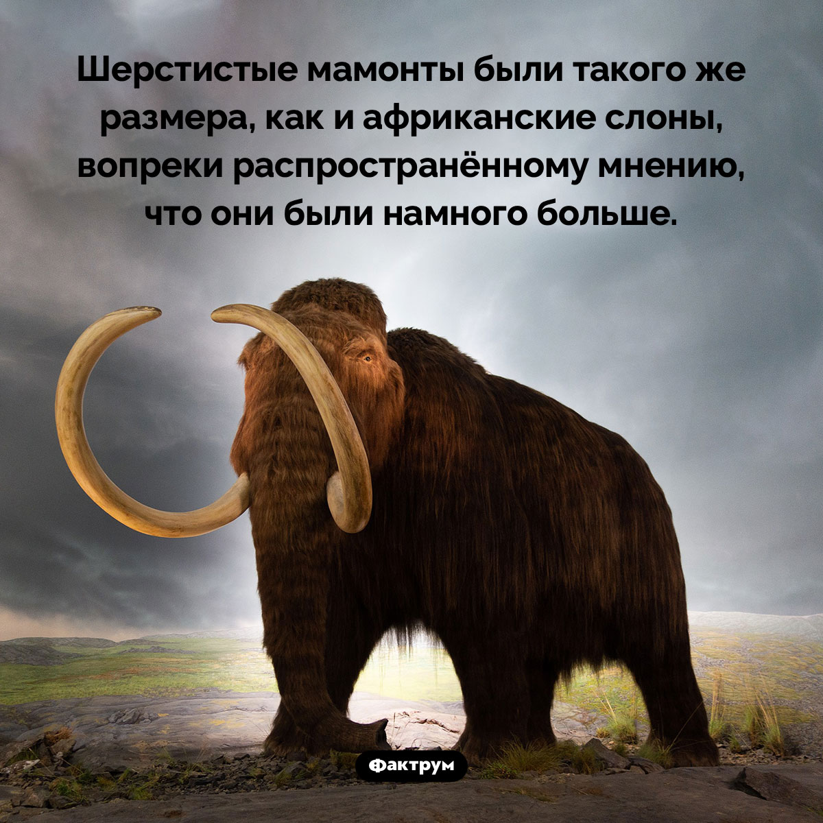 Шерстистые мамонты были не больше африканских слонов - свежие новости на Toplenta по теме Наук