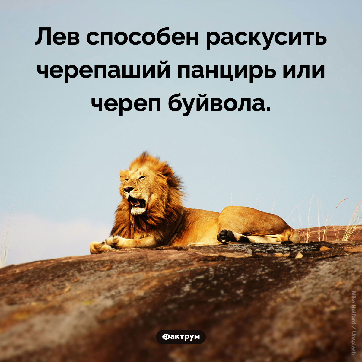 Сила львиного укуса - свежие новости на Toplenta по теме Факты в картинках