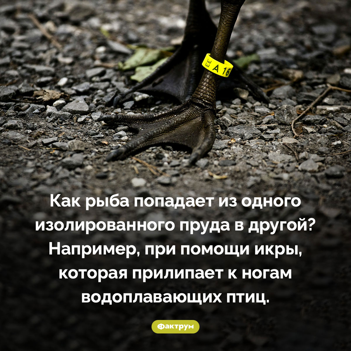 Как рыба попадает из одного пруда в другой - похожая новость на Toplenta