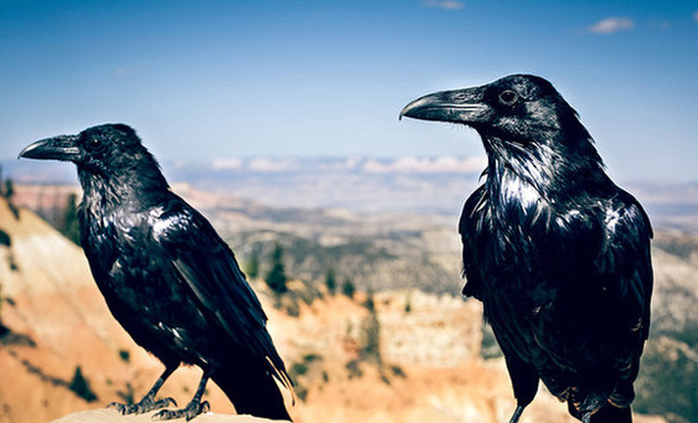 Мужчина кормил семью ворон 4 года. Птицы выросли и улетели, а потом вернулись отблагодарить подарком - свежие новости на Toplenta
