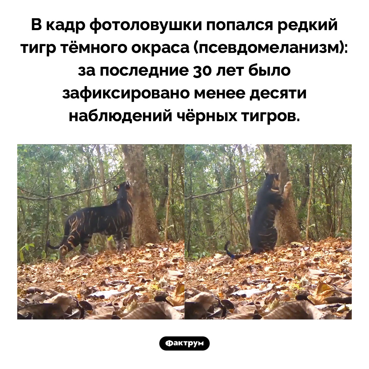 Чёрный тигр - свежие новости на Toplenta по теме Факты в картинках
