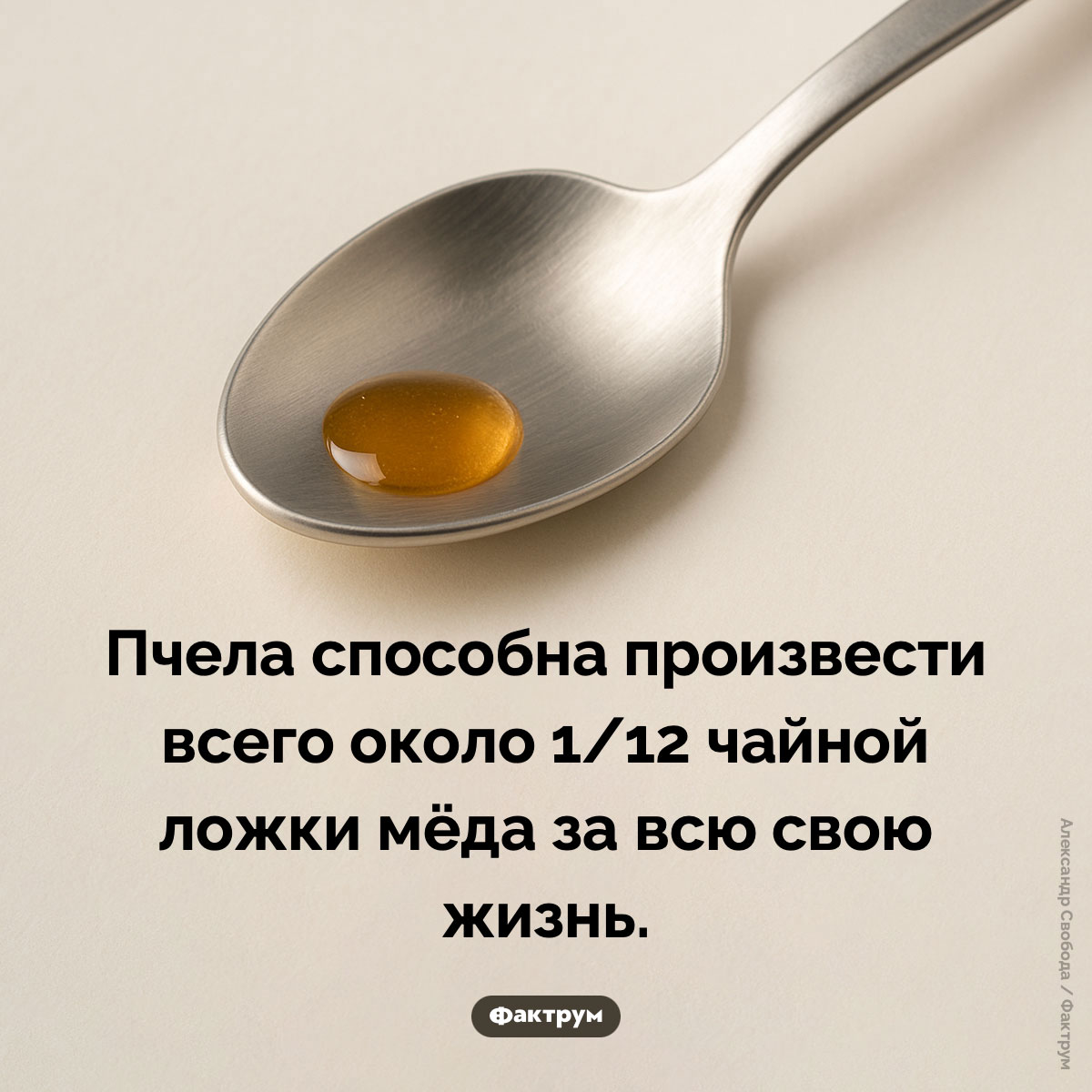 Одна чайная ложка мёда — результат работы и жизнедеятельности 12 пчёл - свежие новости на Toplenta