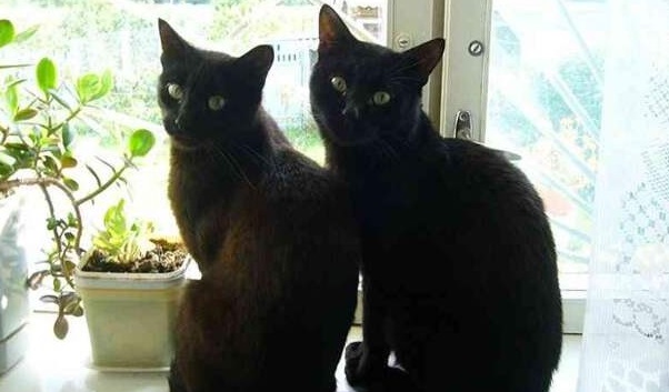 2 чёрных кота - свежие новости на Toplenta