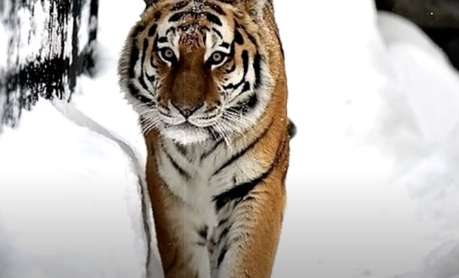 За стеной сторожки лесника раздалось рычание и егерь открыл дверь. Тигр запутался в веревке и пришел за помощью - свежие новости на Toplenta