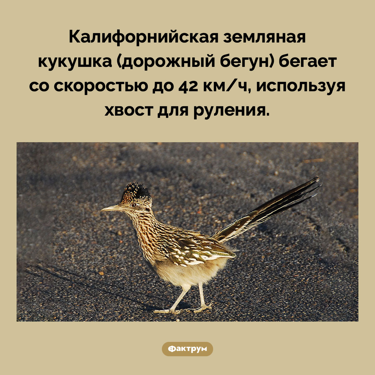 Дорожный бегун рулит хвостом - свежие новости на Toplenta по теме Факты в картинках
