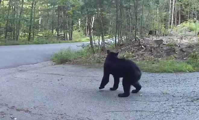 Крупный медведь зашел поживиться в частный двор, но его встретил сторожевой кот: видео - свежие новости на Toplenta