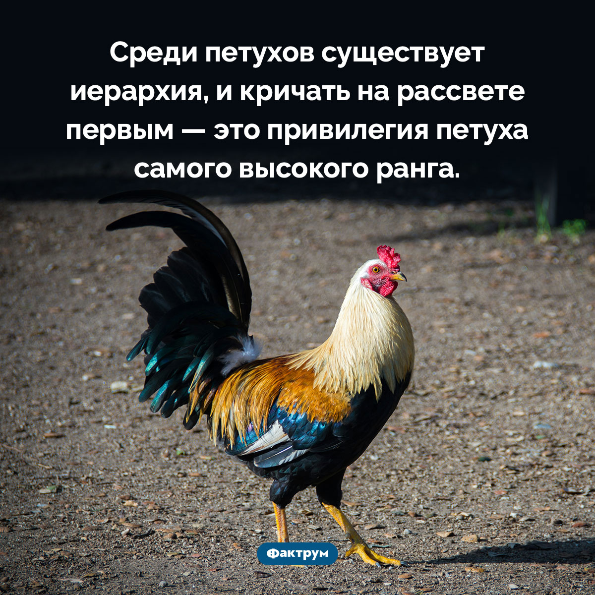 В чём заключается привилегия альфа-петуха - похожая новость на Toplenta