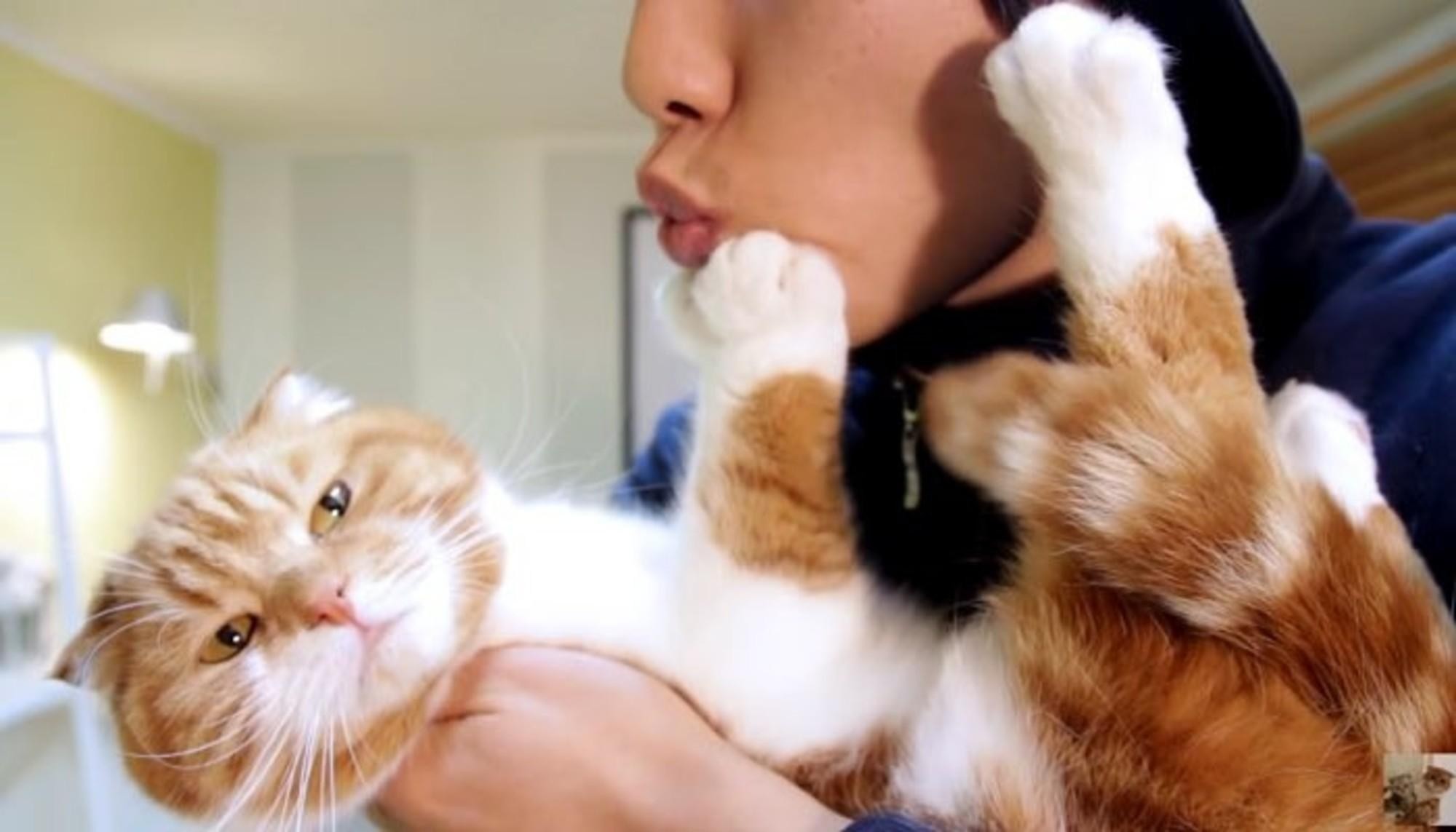 Любят ли кошки, когда их обнимают — правда, о которой мало кто знает - свежие новости на Toplenta