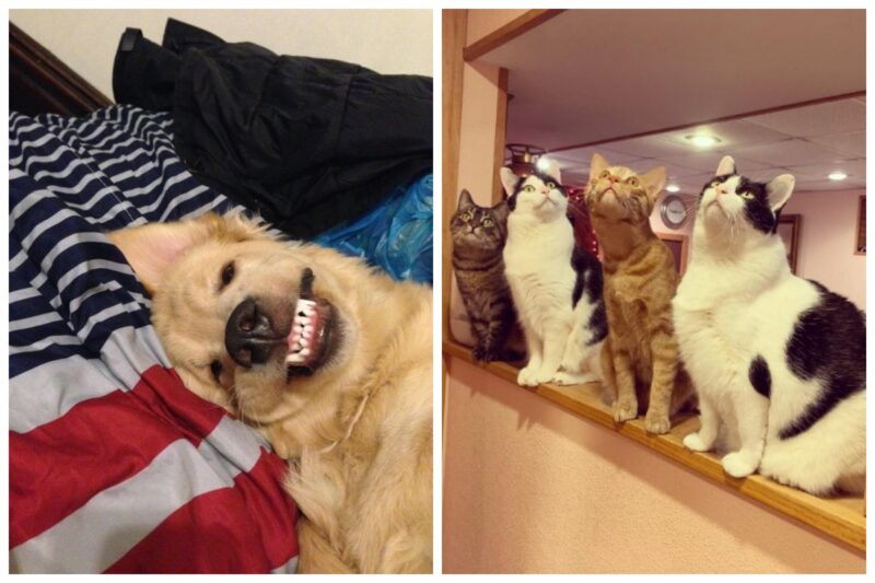 Кажется, эти животные сошли с ума - похожая новость на Toplenta