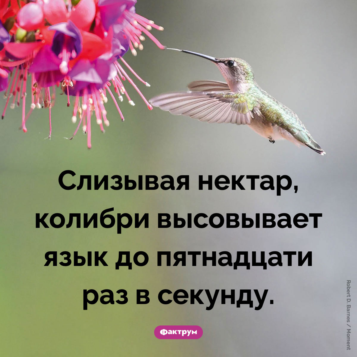Быстрый язык колибри - свежие новости на Toplenta