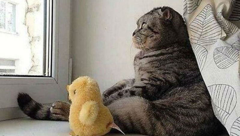 100 лучших фотографий кошек всех времен и народов - свежие новости на Toplenta по теме МИР