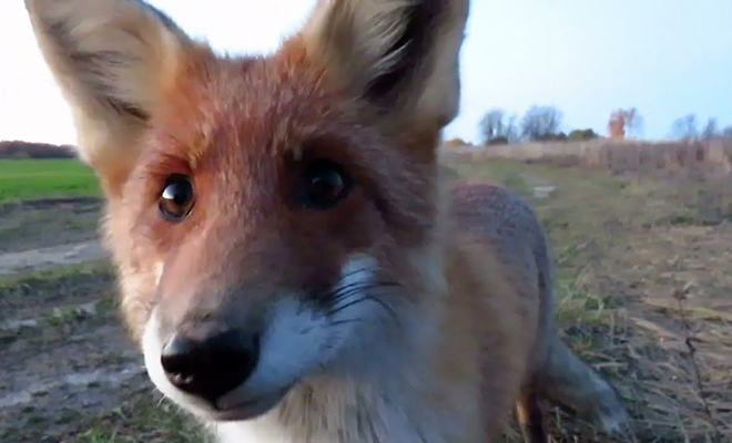 Лесную тропу мужчине неожиданно перекрыла лиса. Она не боялась, но просила еды: видео - свежие новости на Toplenta по теме да
