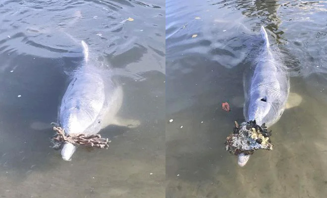 Дельфины стали скучать по людям и начали приносить на берег подарки со дна океана, чтобы привлечь внимание - свежие новости на Toplenta