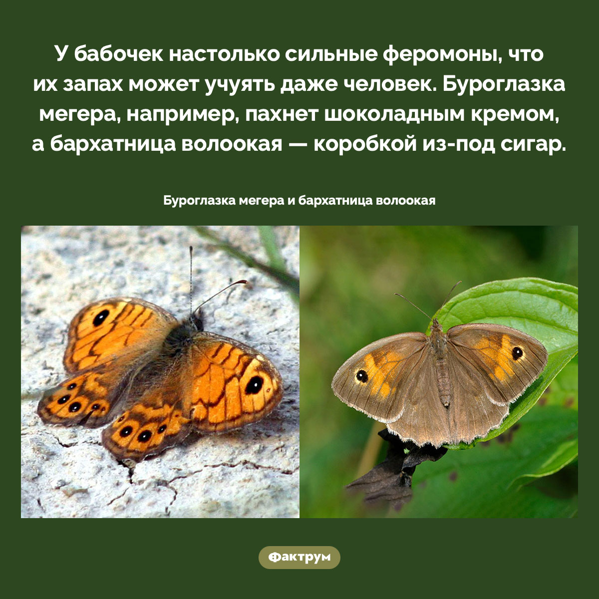 Чем пахнут бабочки - свежие новости на Toplenta