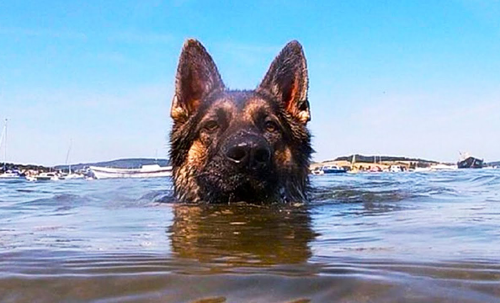 Собака оказалась посреди океана и 11 часов плыла, пока ее не заметили рыбаки: видео - свежие новости на Toplenta