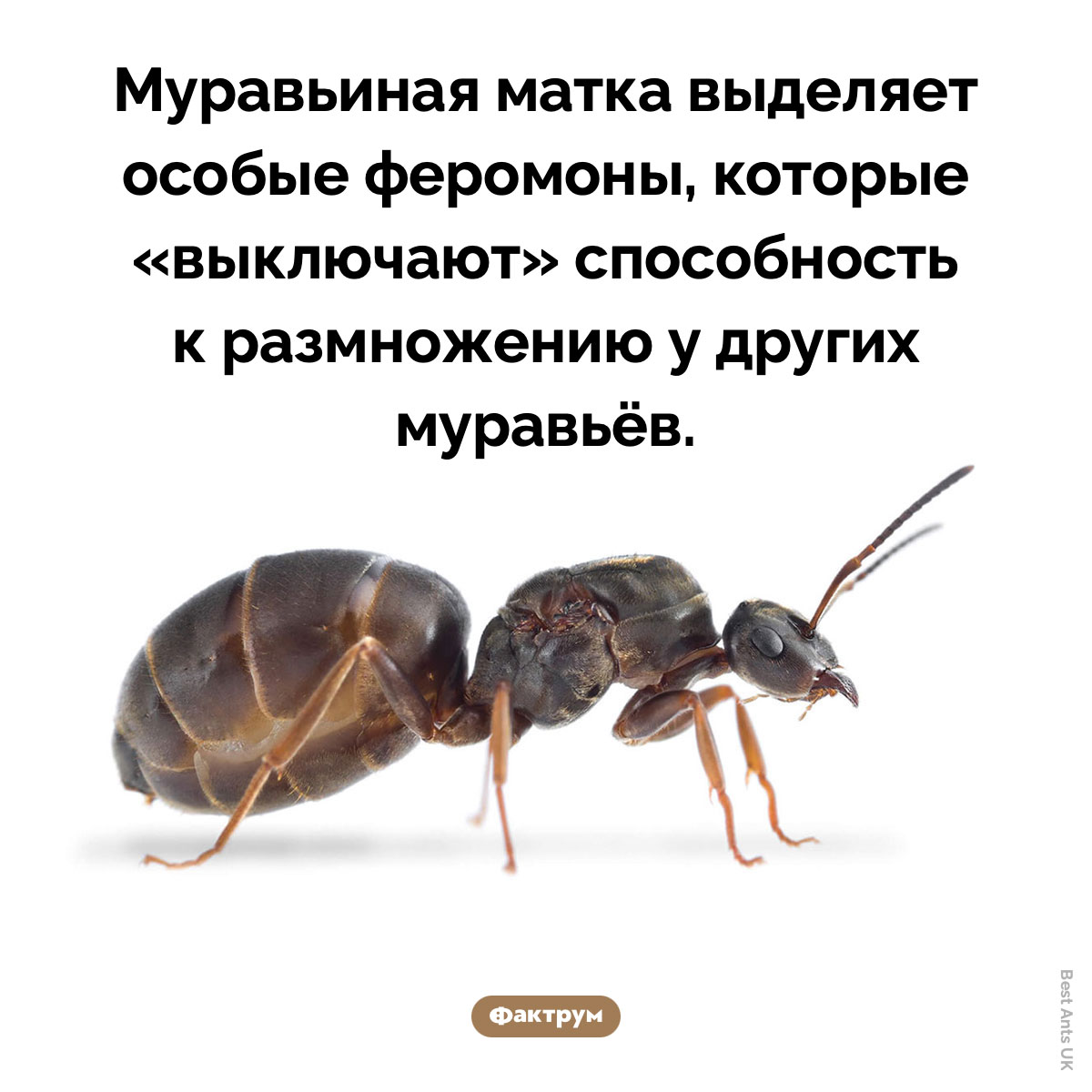 Матка не даёт рабочим муравьям размножаться - свежие новости на Toplenta по теме Факты в картинках