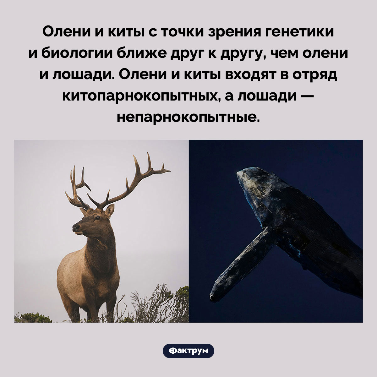 Олени с точки зрения биологии ближе к китам, чем к лошадям - свежие новости на Toplenta по теме Наук