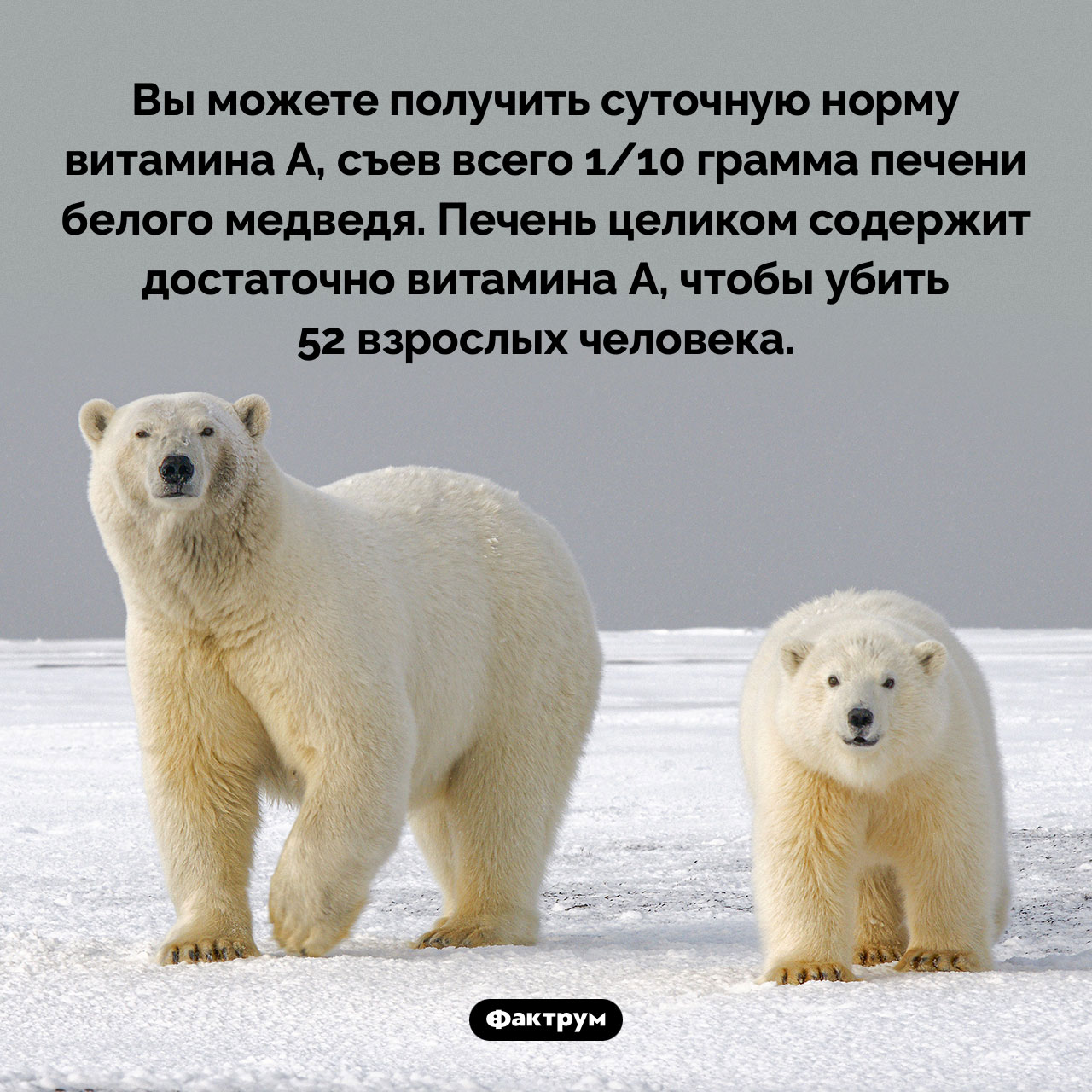 Печень белого медведя - свежие новости на Toplenta