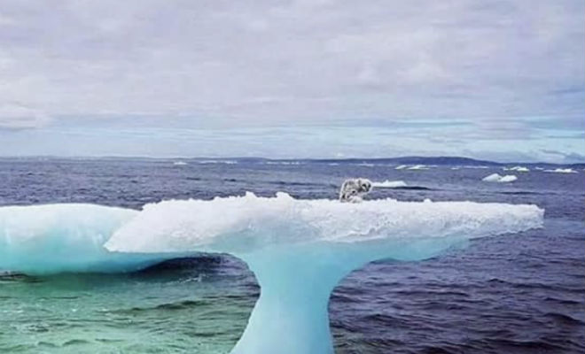 Рыбаки подплыли к льдине и обнаружили странное животное - похожая новость на Toplenta