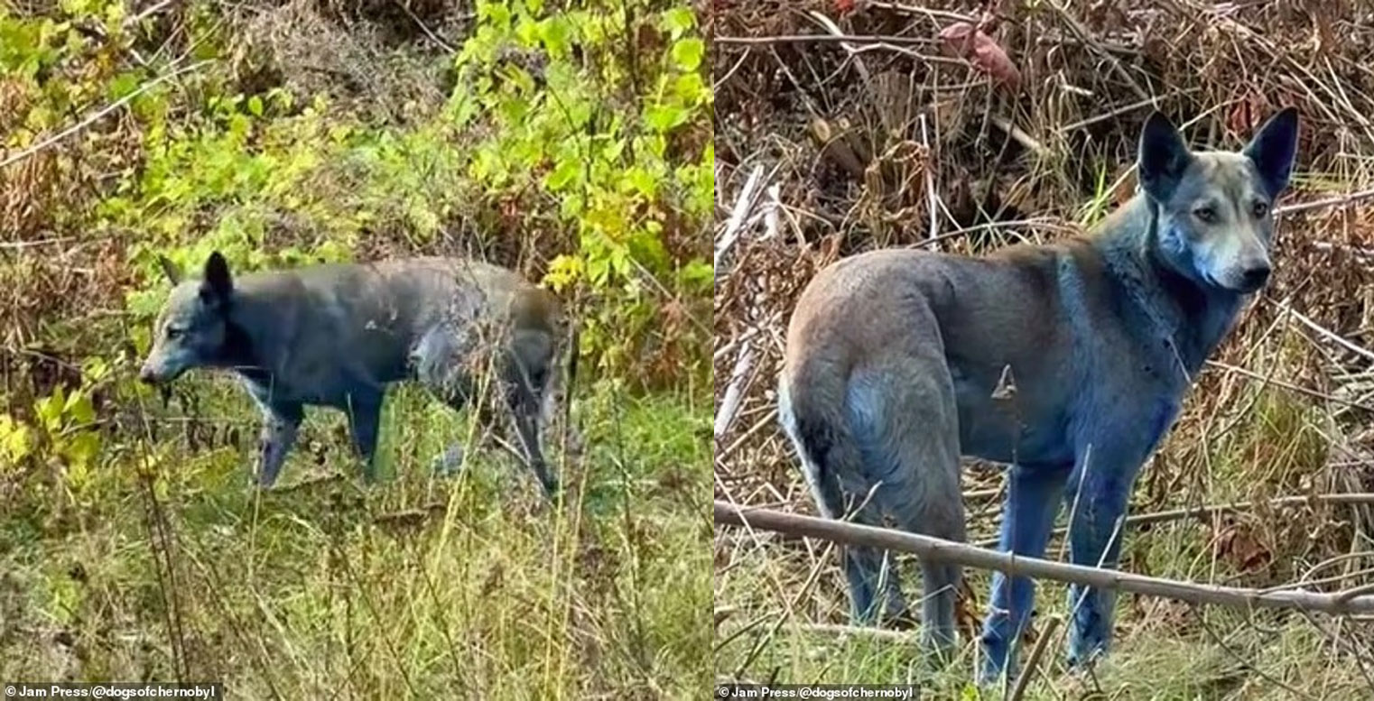 В Чернобыле появились собаки с синей шерстью — ученые не понимают, что это - свежие новости на Toplenta по теме Интерес