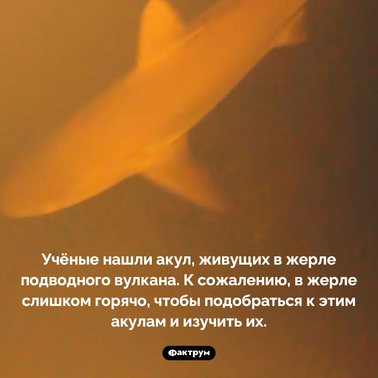 Акулы, живущие в жерле вулкана - свежие новости на Toplenta по теме Акул