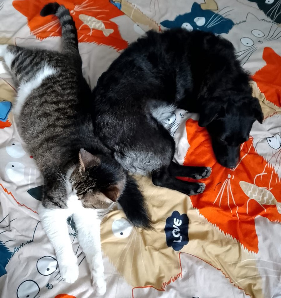 Российские коты на зимних квартирах - свежие новости на Toplenta по теме Обит