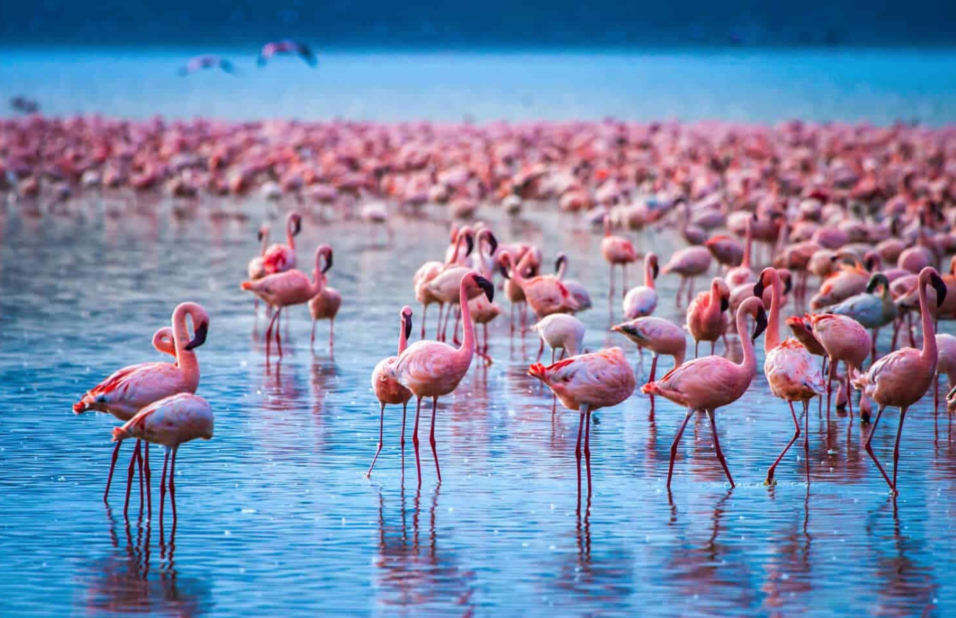 Почему фламинго розовые и стоят на одной ноге: самое подробное объяснение - свежие новости на Toplenta по теме Интерес