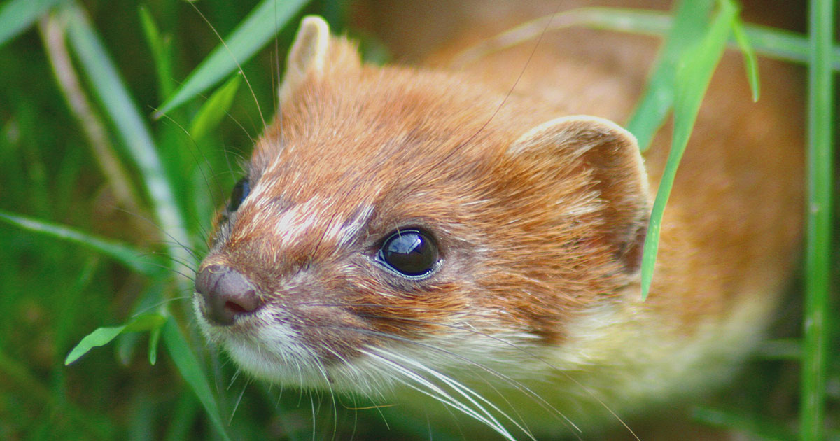 Горностаи — жестокие убийцы - свежие новости на Toplenta по теме Все факты