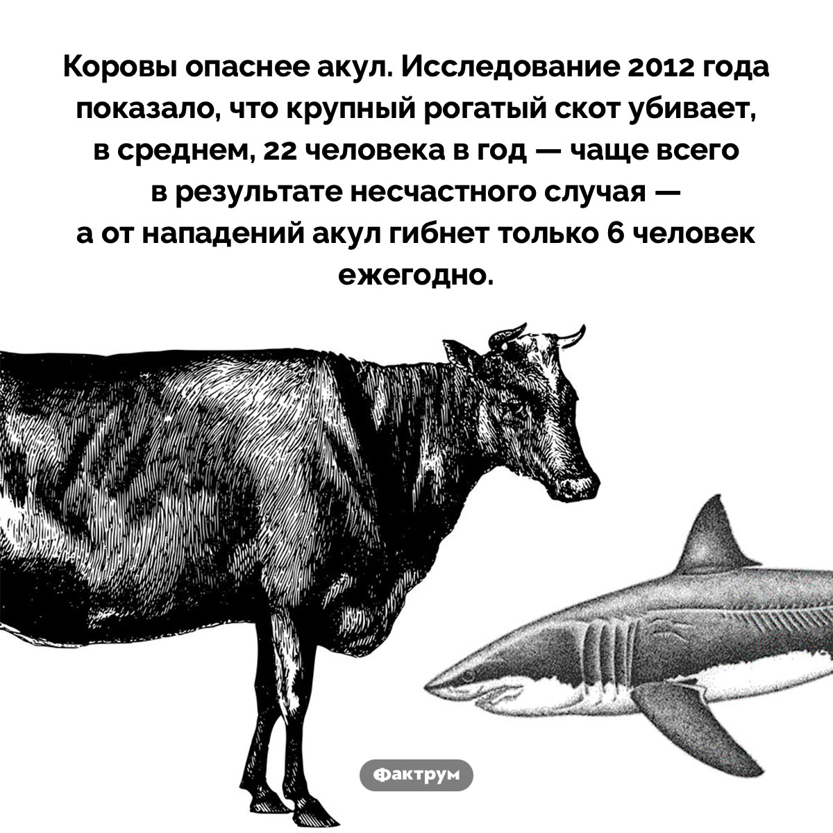 Коровы опаснее акул - похожая новость на Toplenta