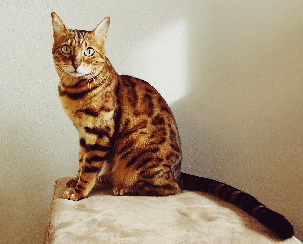 Шесть пород кошек, которые отберут у вас власть в доме.. - свежие новости на Toplenta по теме am