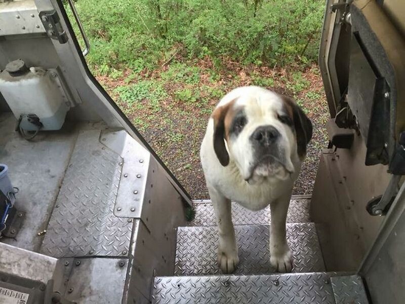 14 животных, которые покорили сердца курьеров из службы доставки - свежие новости на Toplenta по теме iv