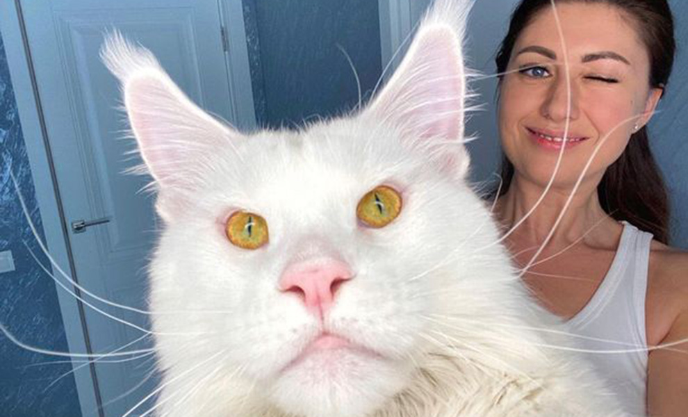 Люди взяли домой котенка, а он стал расти и не останавливается. На задних лапах становится больше собаки - похожая новость на Toplenta