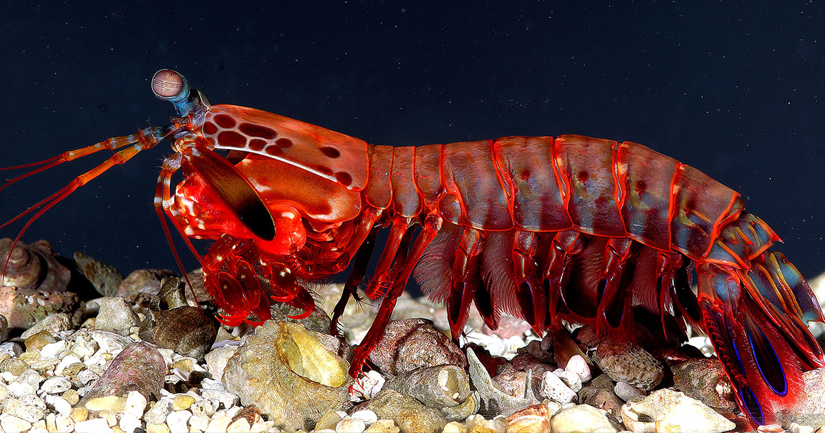 Рак-богомол настолько силён, что одним ударом разбивает аквариум - свежие новости на Toplenta по теме оо