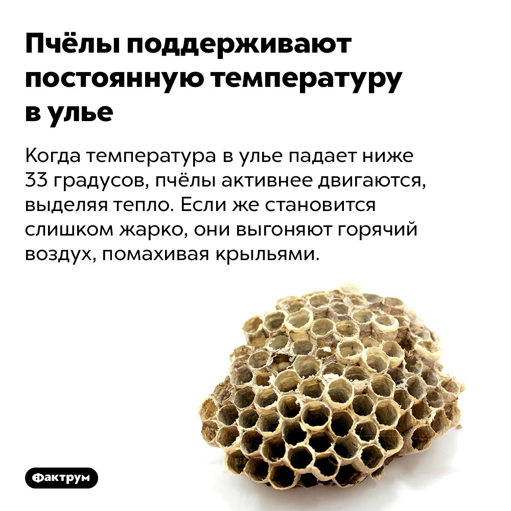 Пчёлы поддерживают постоянную температуру в улье - свежие новости на Toplenta
