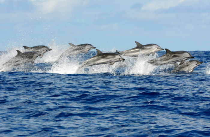 Не милые и не добрые: 10 особенностей дельфинов, о которых редко рассказывают - свежие новости на Toplenta