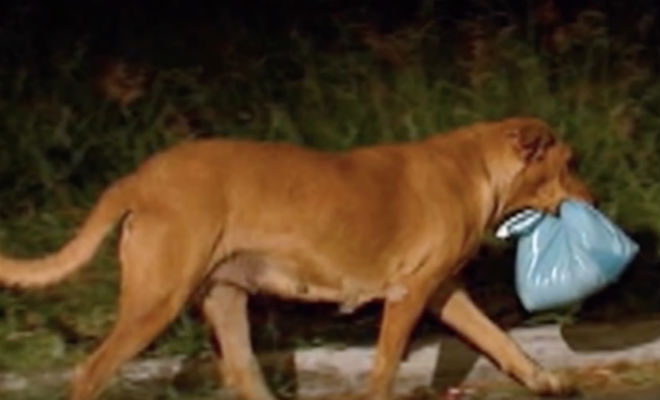 Собака брала еду, но не ела до конца. Целый год она носила корм другим собакам - свежие новости на Toplenta по теме общество