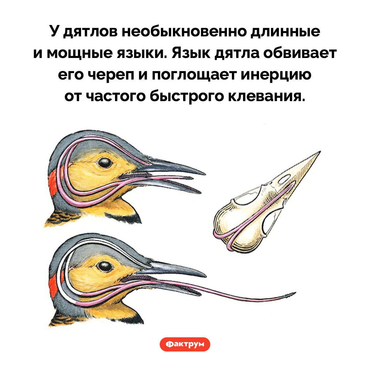 Необычные языки дятлов - похожая новость на Toplenta