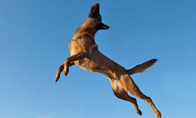 Овчарка Малинуа: собака, которая может запрыгнуть на второй этаж - свежие новости на Toplenta по теме РАН