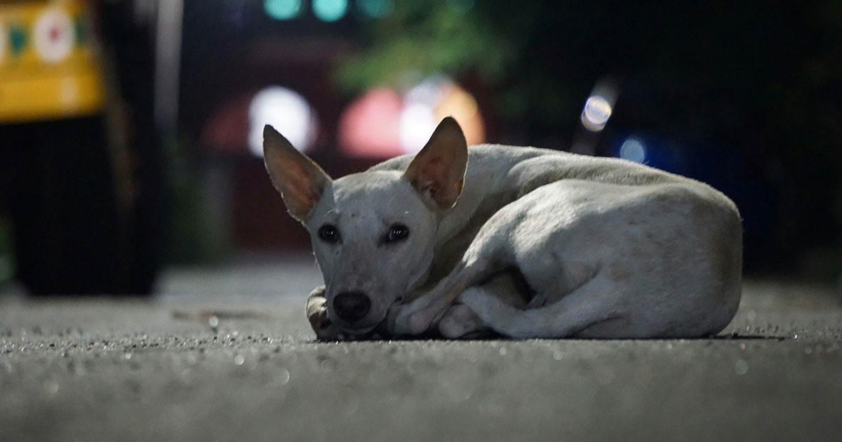 В Нидерландах нет бездомных собак - похожая новость на Toplenta